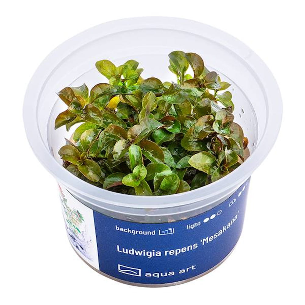 Ludwigia repens 'Mesakana' in vitro.jpg